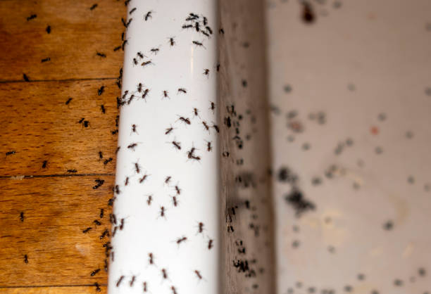 Best Cockroach Control Services  in Ho Ho Kus, NJ