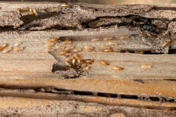 Best Affordable Pest Control Services  in Ho Ho Kus, NJ